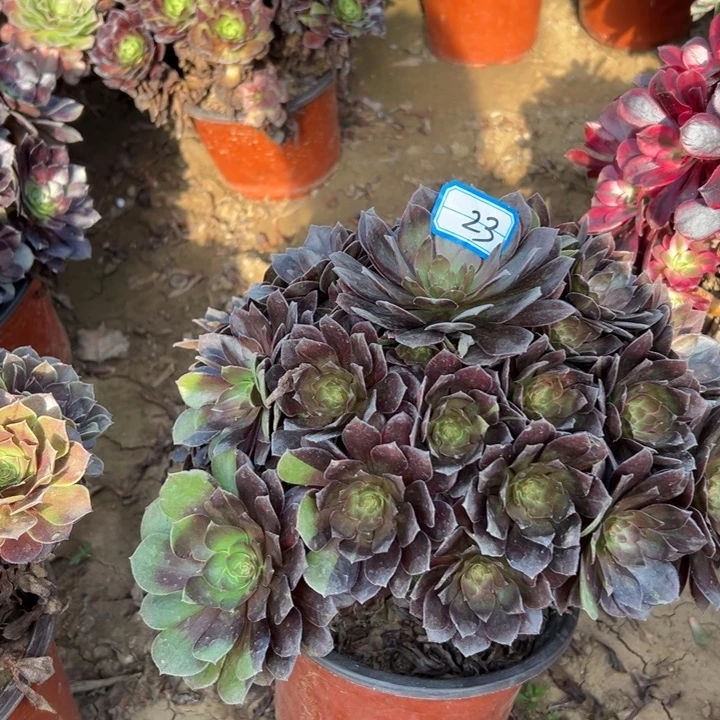 多肉植物花无缺23