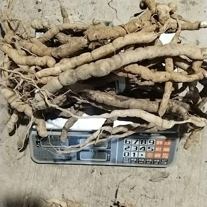 零***离青榄贵州巴条1700克