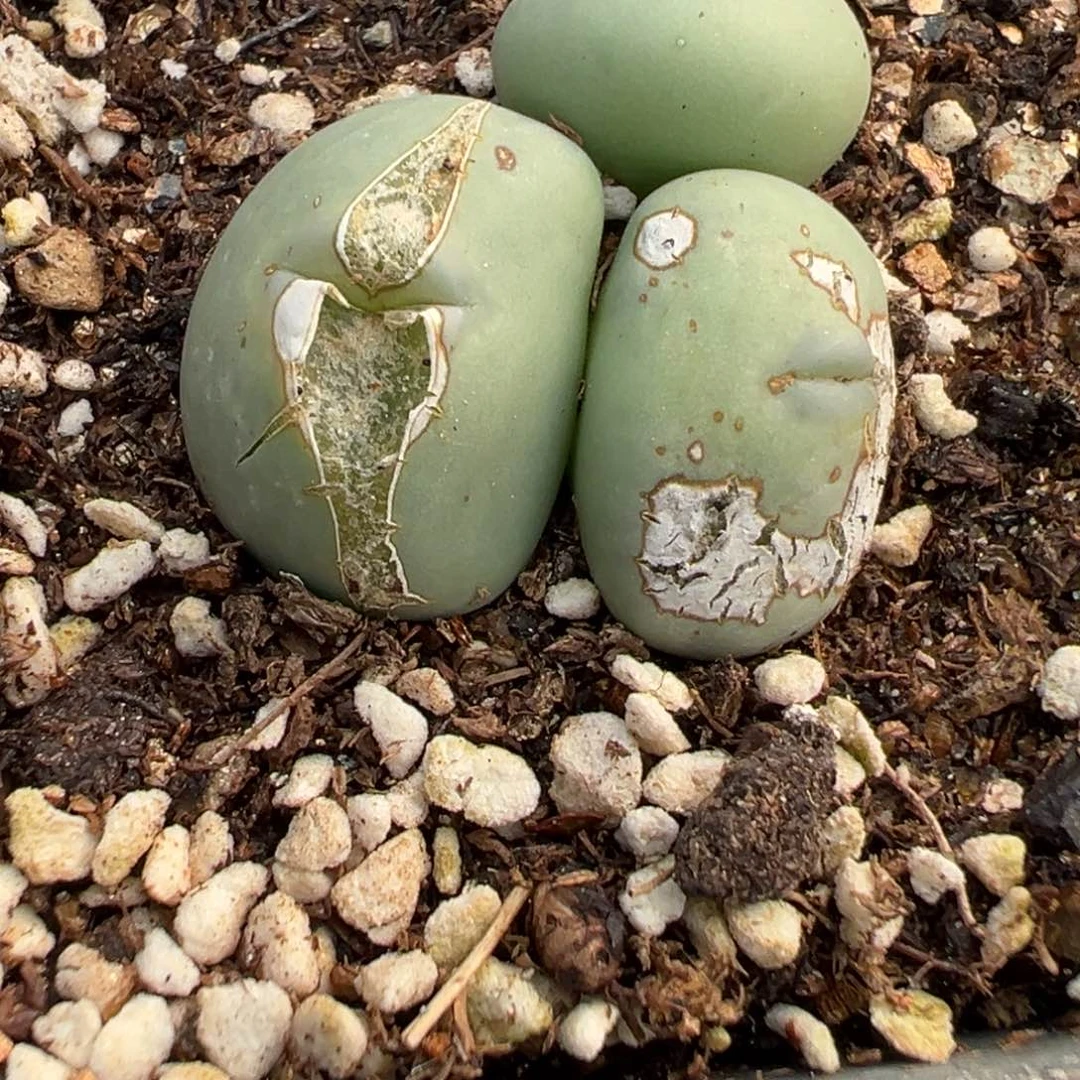 郭***?22-11白花大g多肉植物