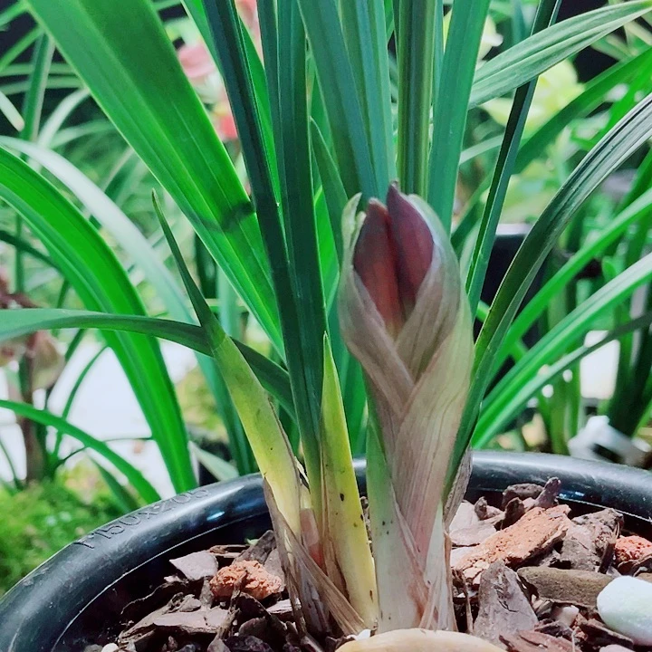 楠***哥完全开放一物一漂亮