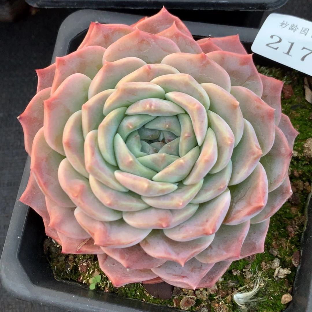 217新年快乐发发发