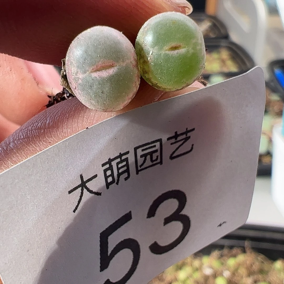 一物一拍安格尼斯之眼。 53