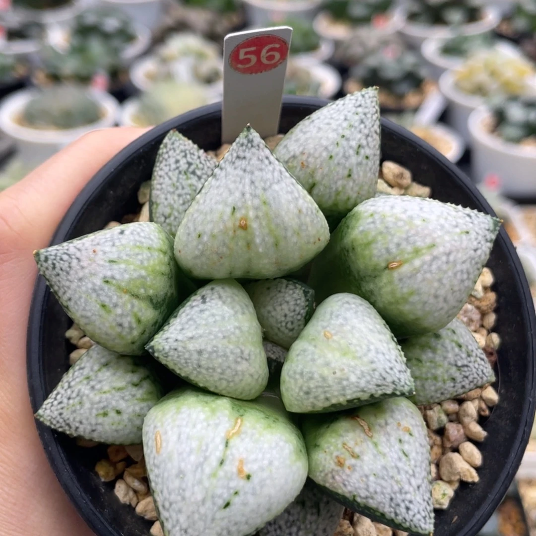 56 巨大化浓白银 脱土发货