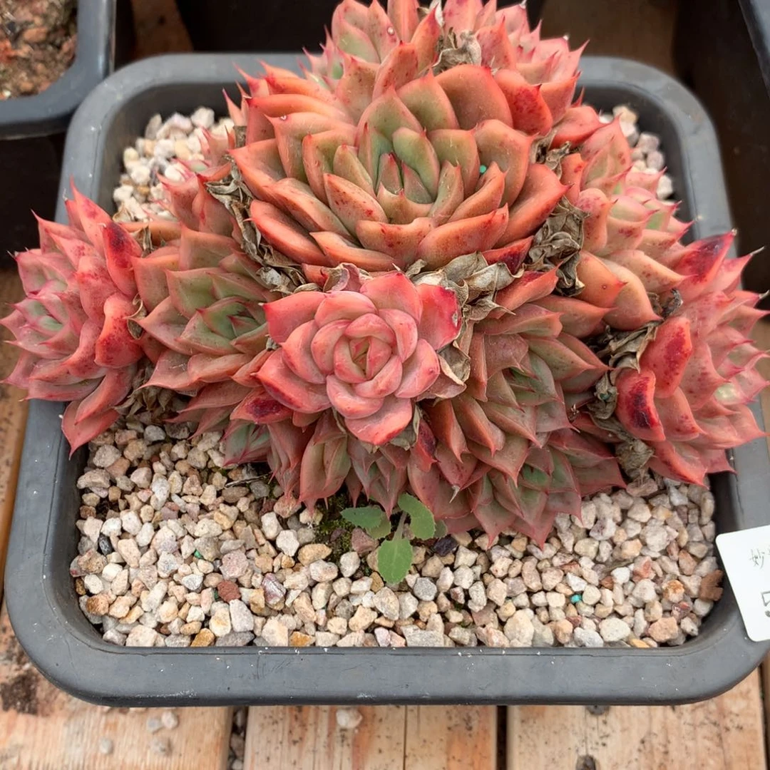 545杂交多肉老桩16冠