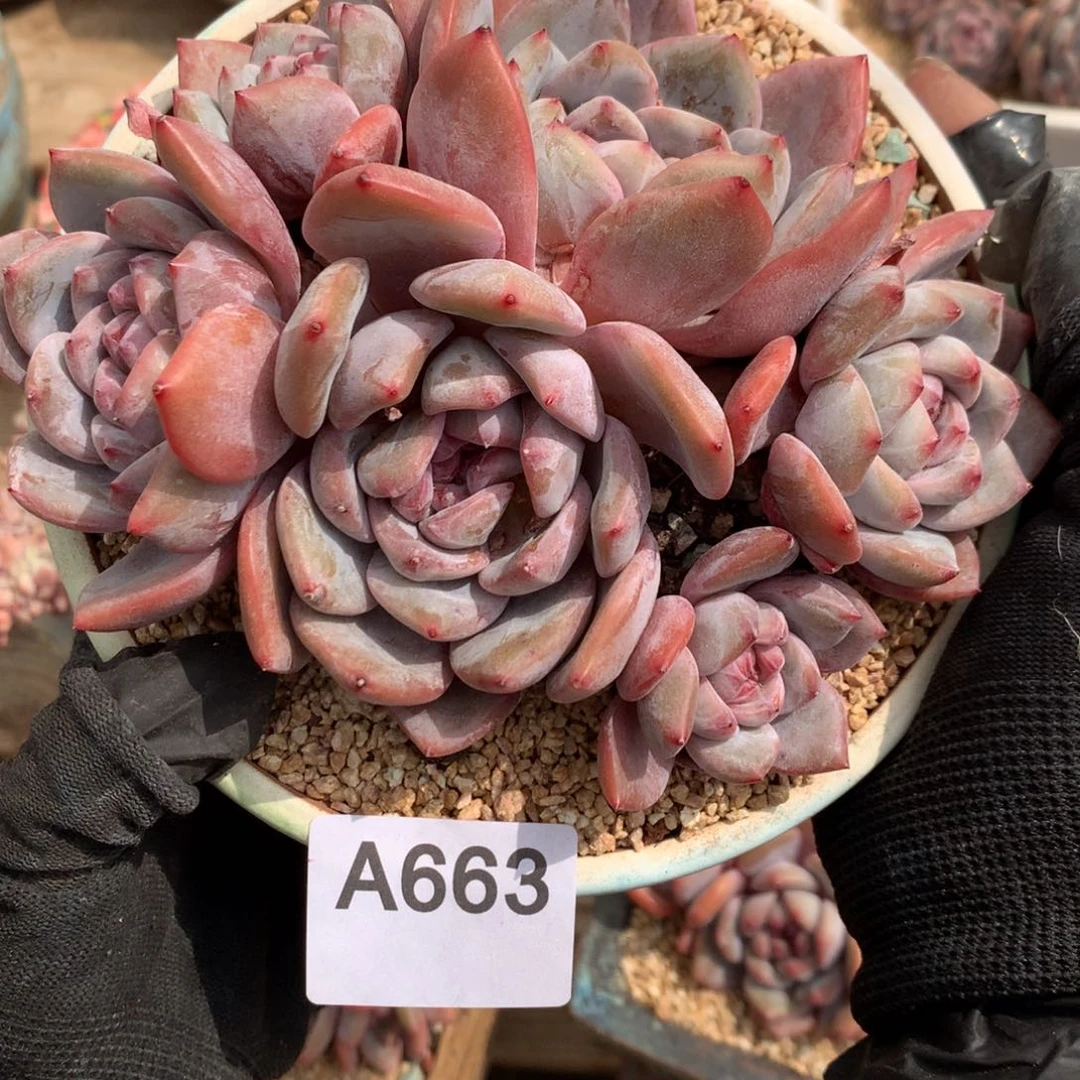 A663售后范围，签收起7天内