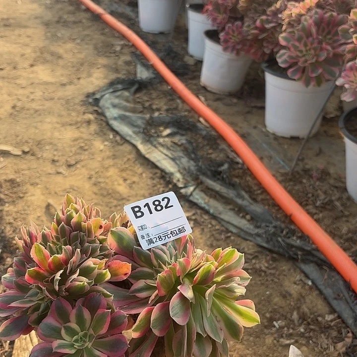 @***蕊182粉女巫缀砍头多肉植物