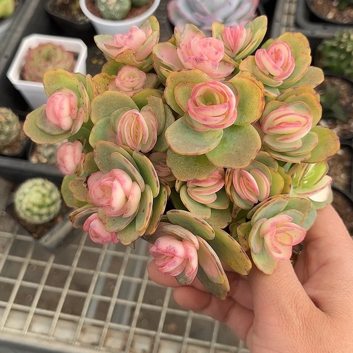 我也不知道我为什么要