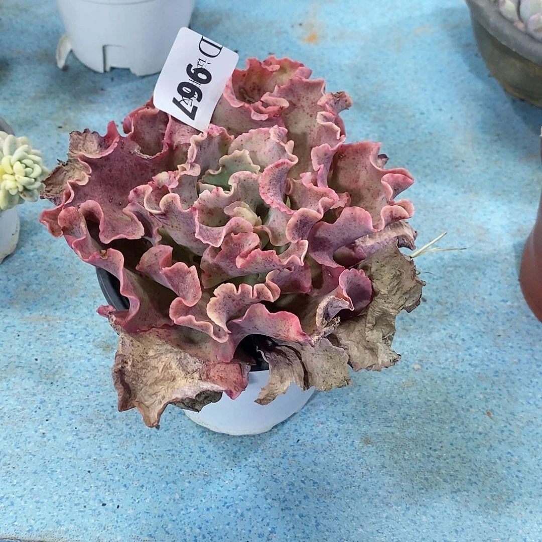 弹**间967高沙多肉植物