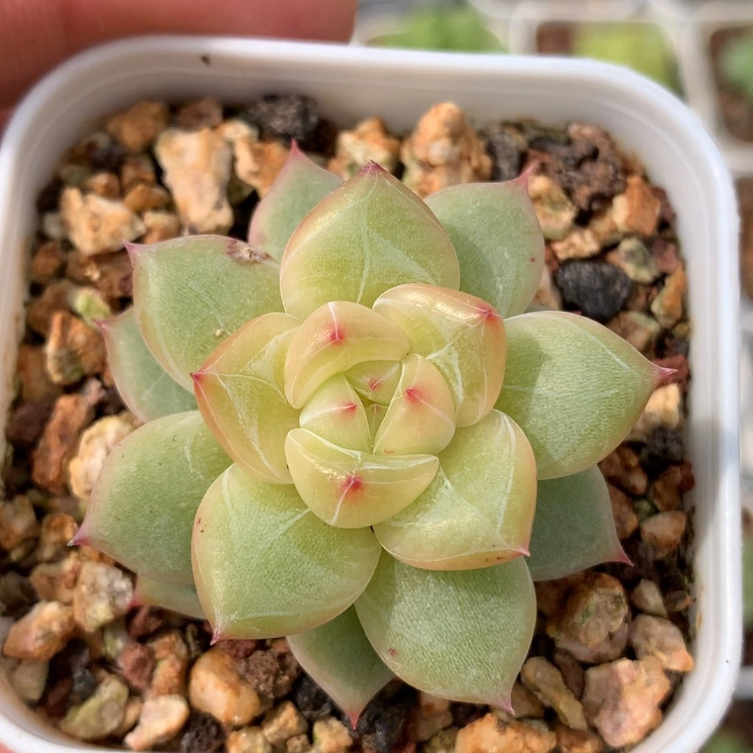0629-232 珍妮优选