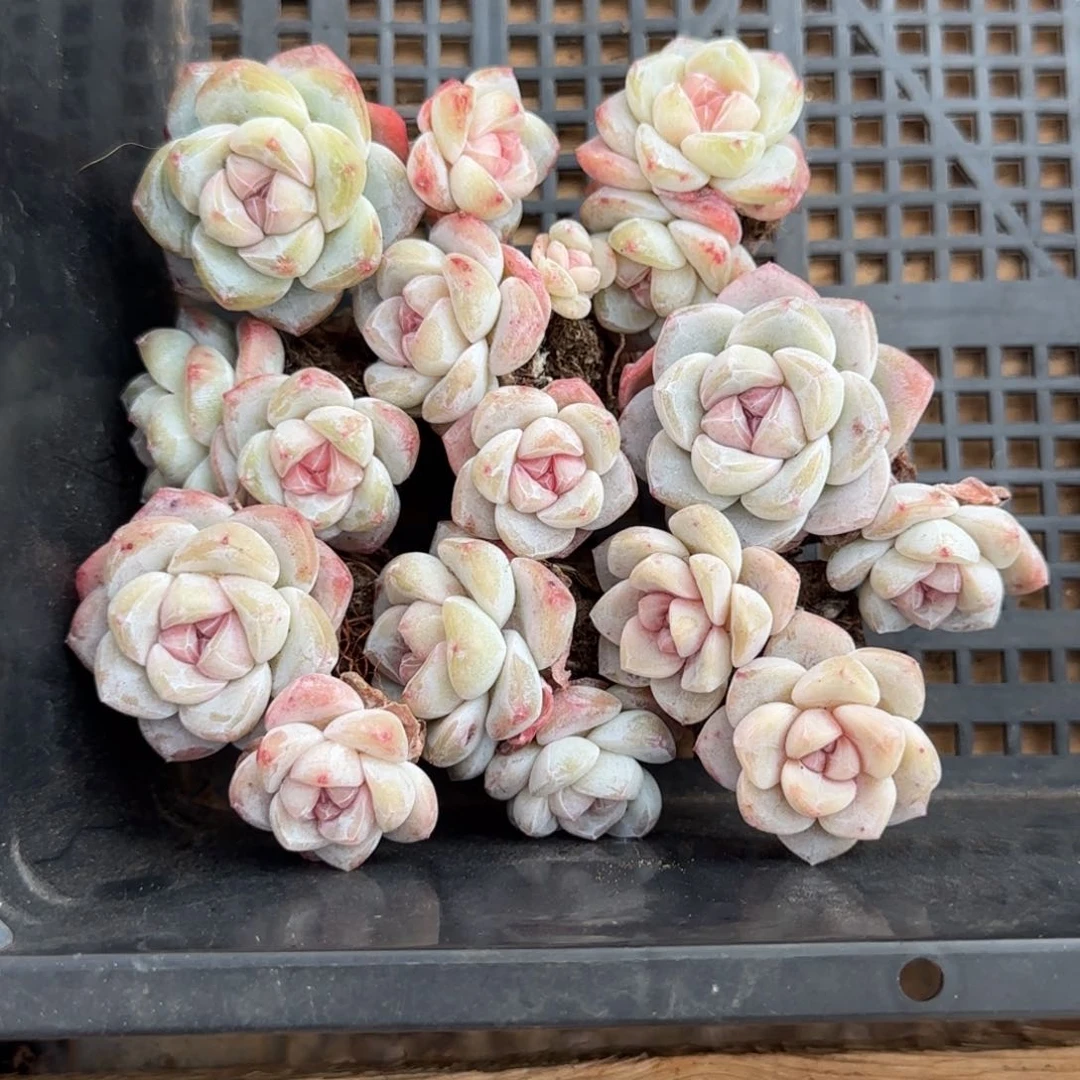 ?****两颗糖专拍红心冰玉8颗