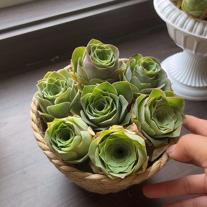 紫霞仙子玫瑰7个带框