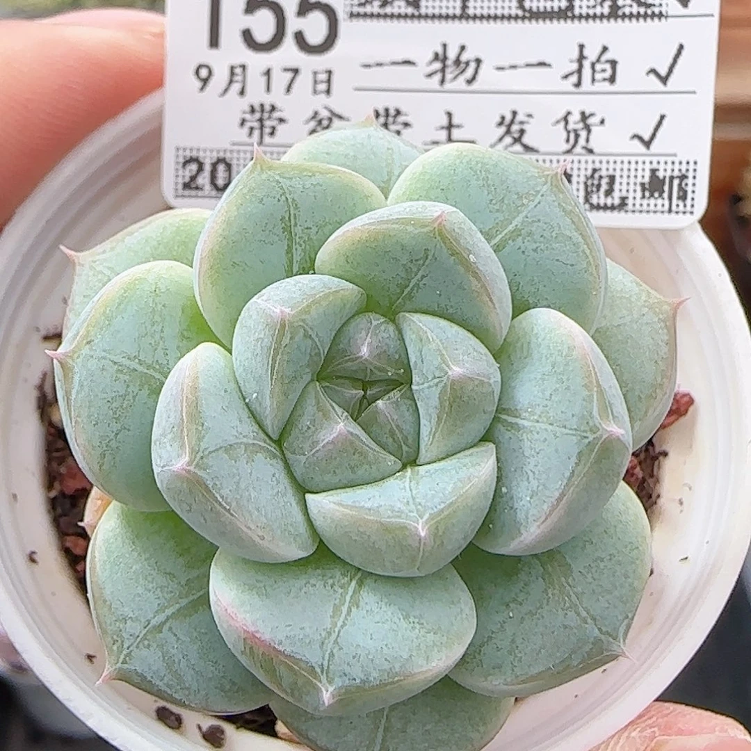 多肉0917--155福利