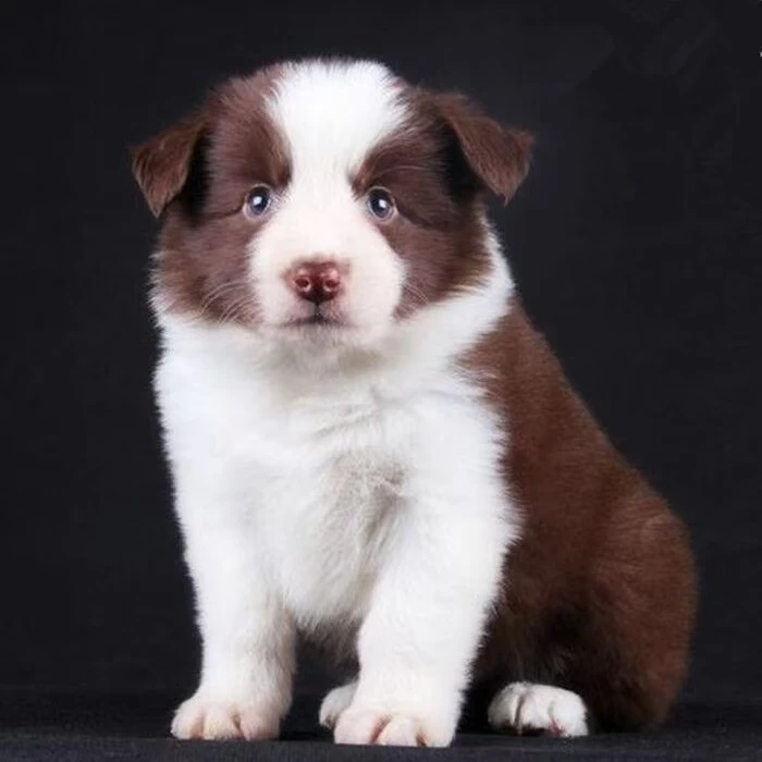 一菲家嗨宝宠物温顺聪明宠物友好大型犬伴侣犬小边牧超甜版宠物