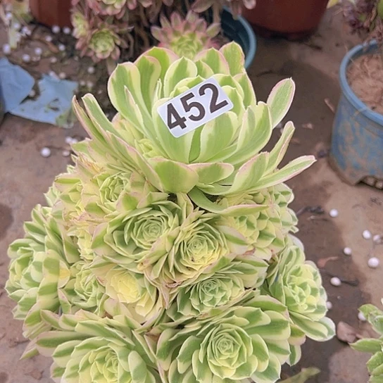 红***莲多肉植物一个法师