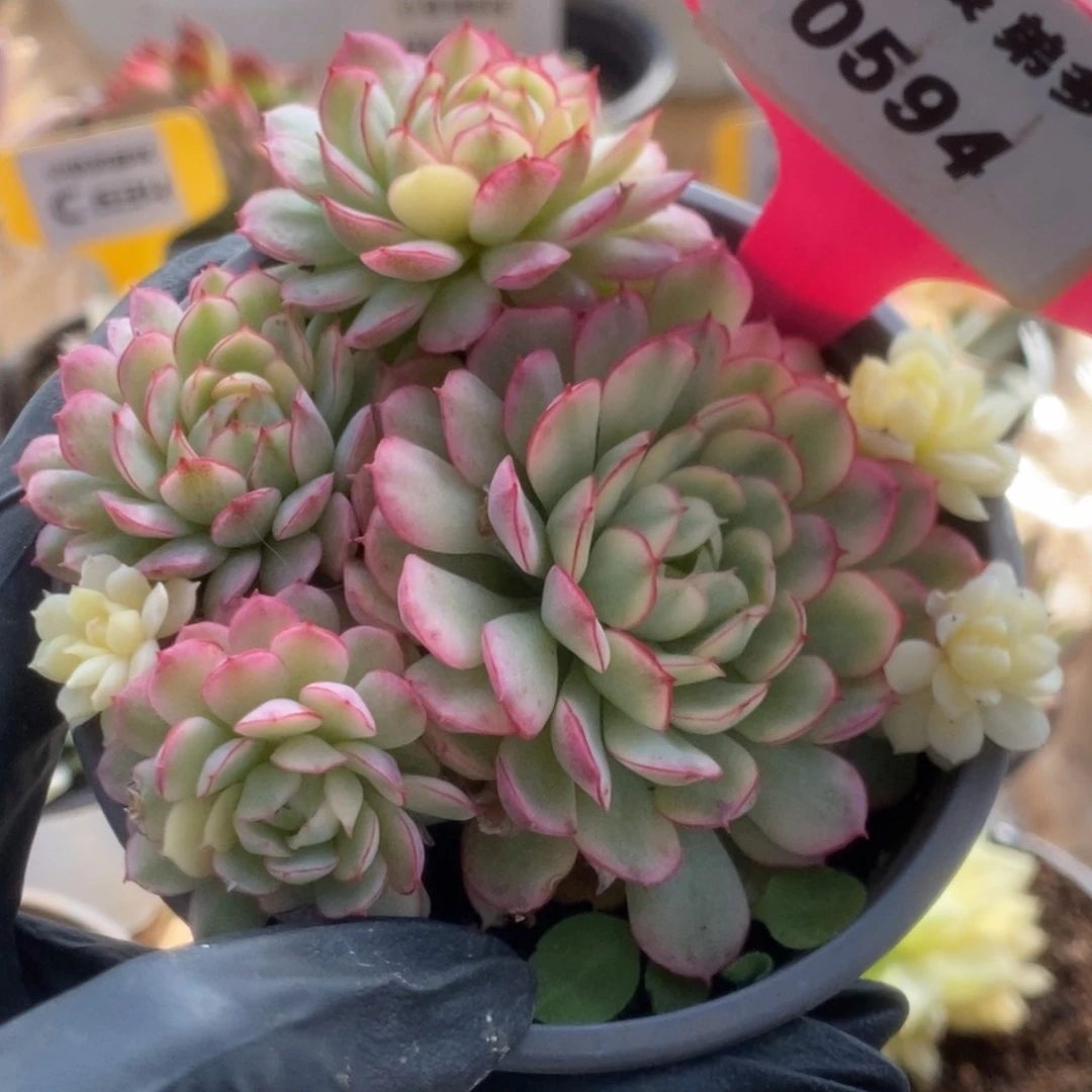 594黄覆轮梦幻玫瑰锦m