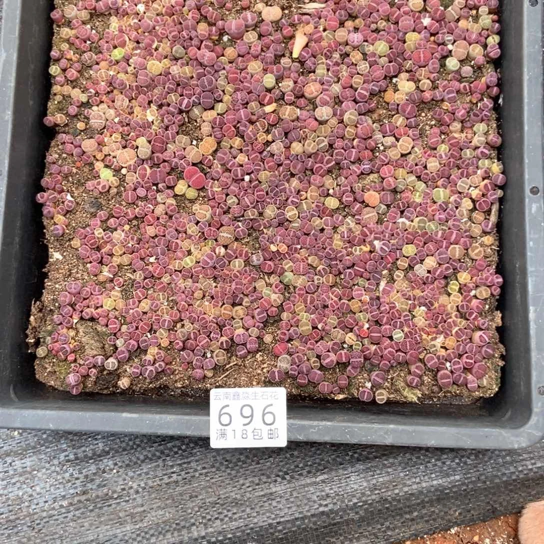 后**觉696特价1盘带盆土紫色快快快