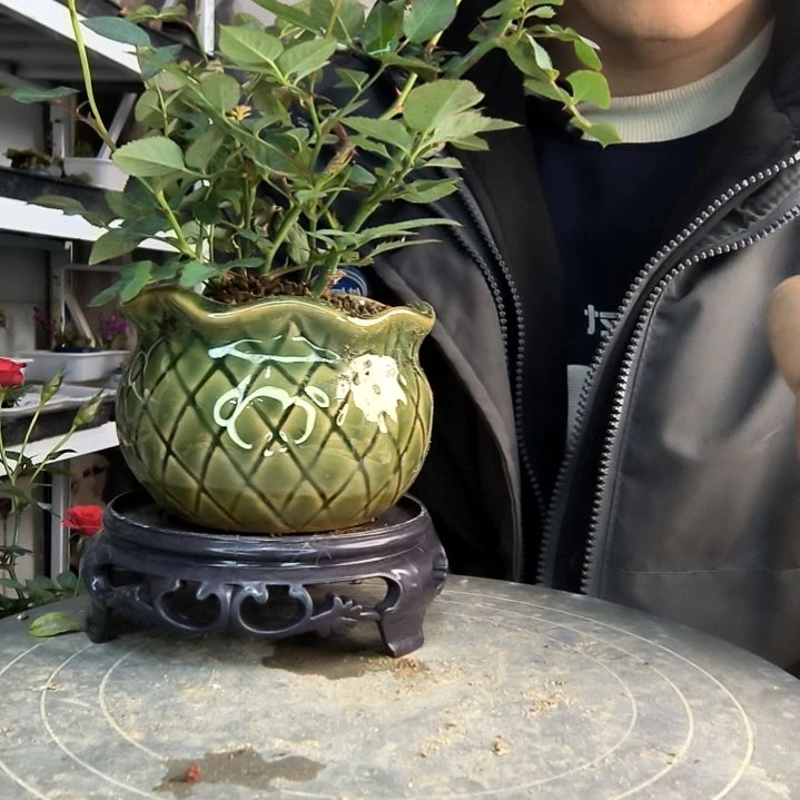 橙***?小盆景小植物一物一拍171