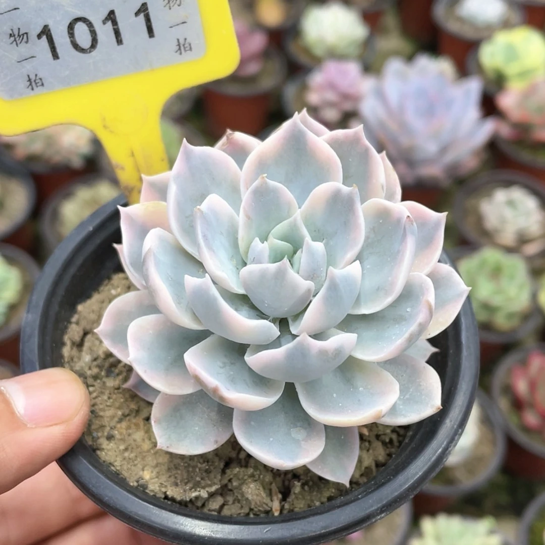 【闪购商品】祝*1011号