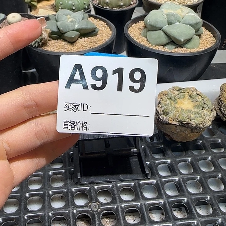 h***g实生仙人球特价一颗