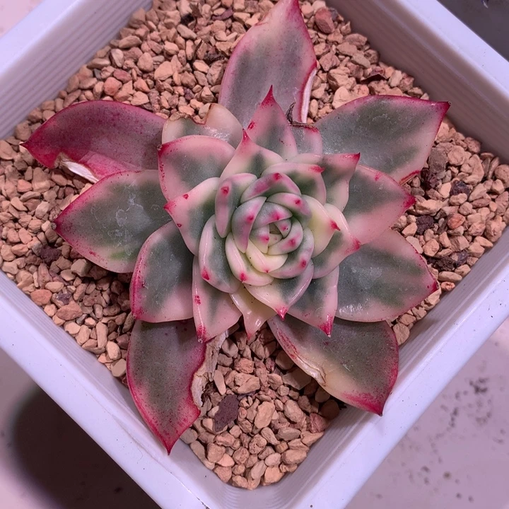 卡里斯托锦腹轮锦