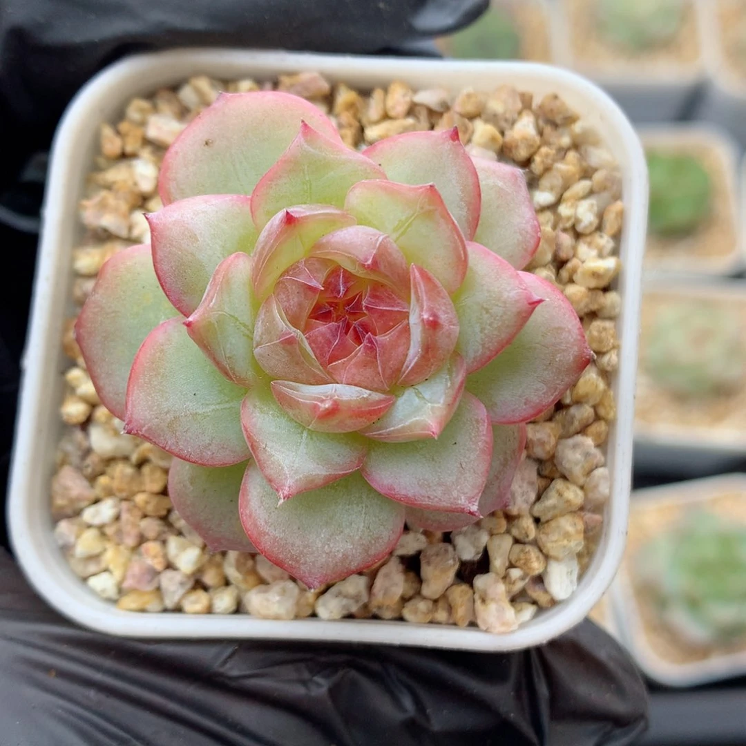 58包邮  群生不包整糖心82