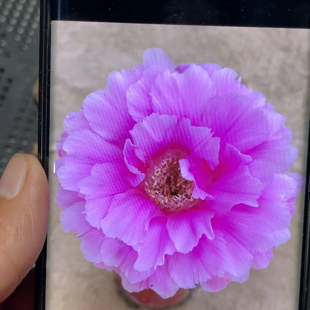 彩草 可可可侧芽 歪 满20包邮4公分以上