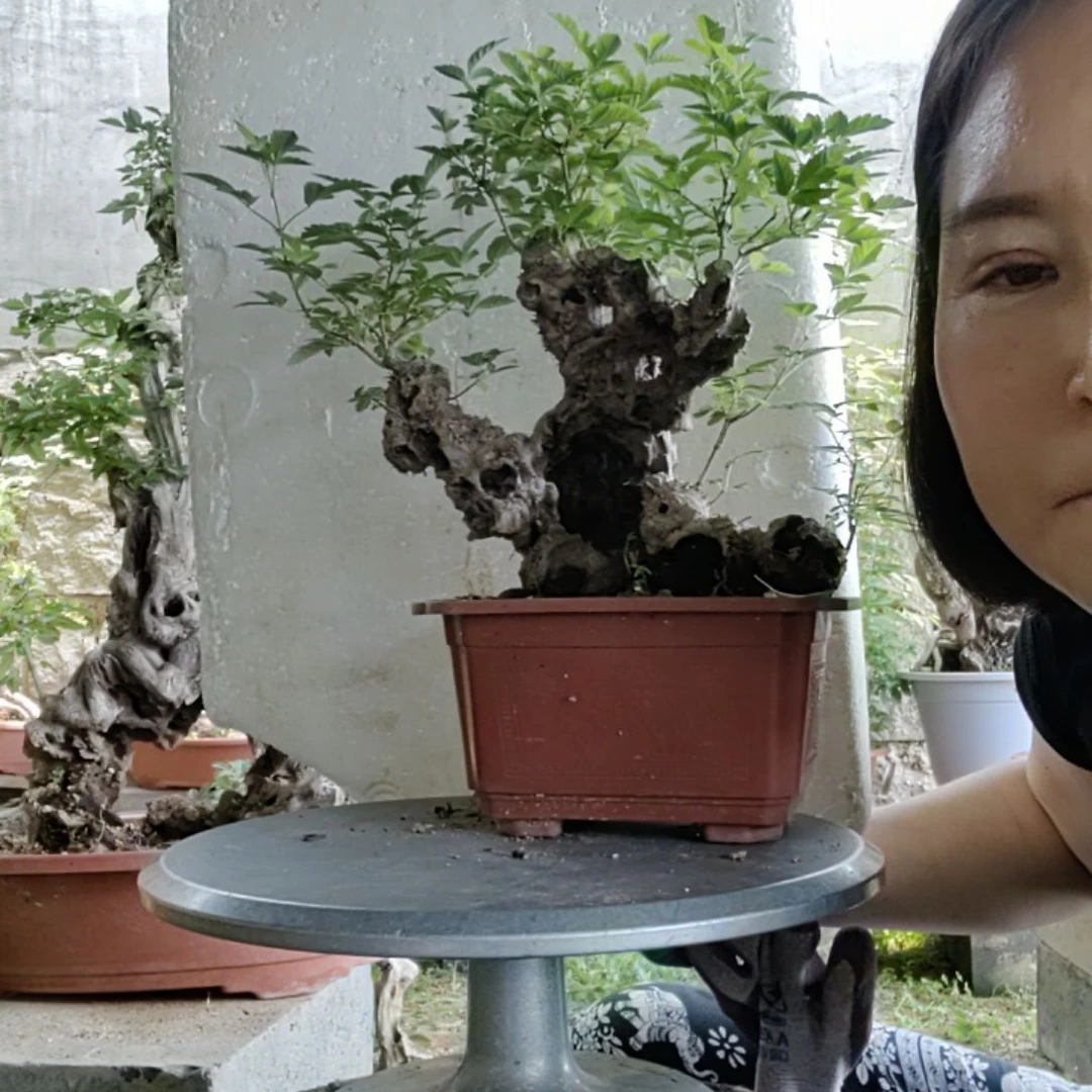 龙****无花朵黄荆盆景黄荆盆景