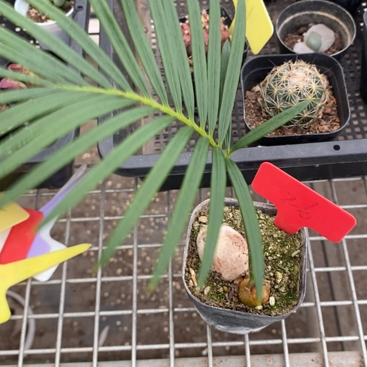 伯克利和格蕾纳等著名音乐