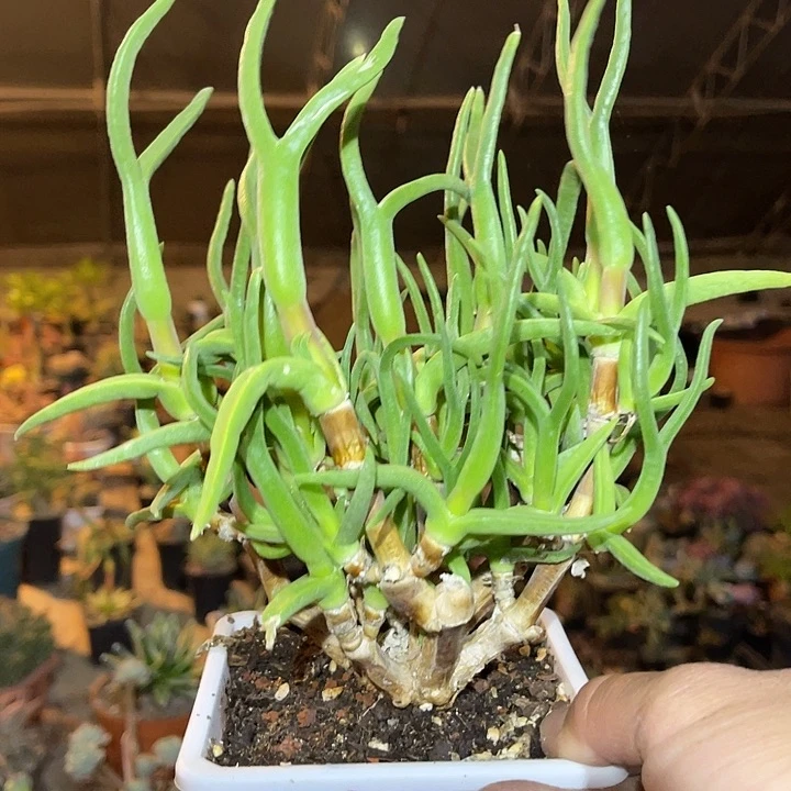 满38包邮2天凑单，脱土晾根发货多肉植物怪奇鸟大群