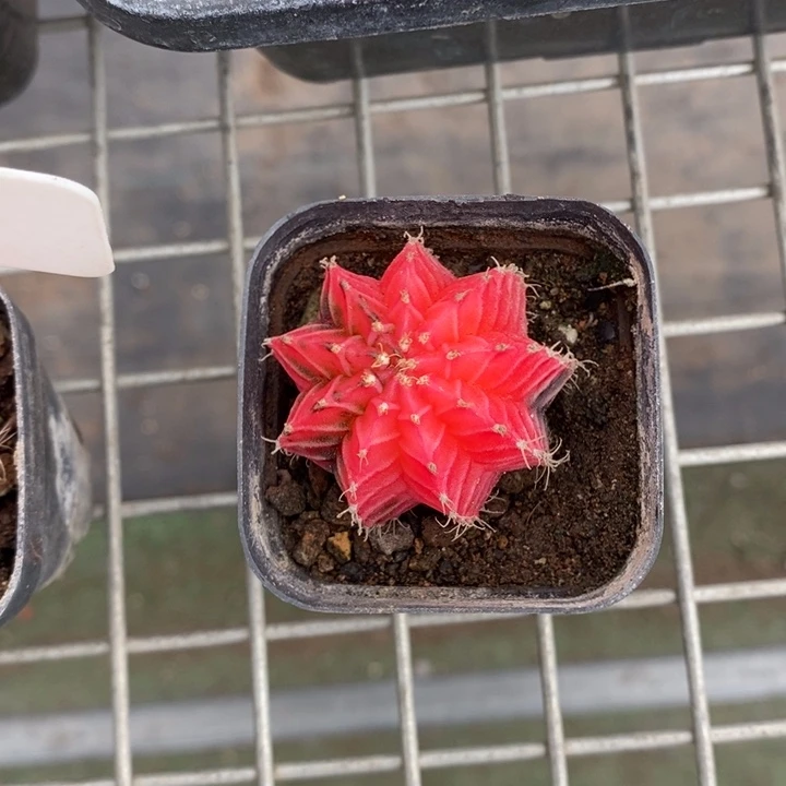 止****情伯克利和格蕾纳等著名