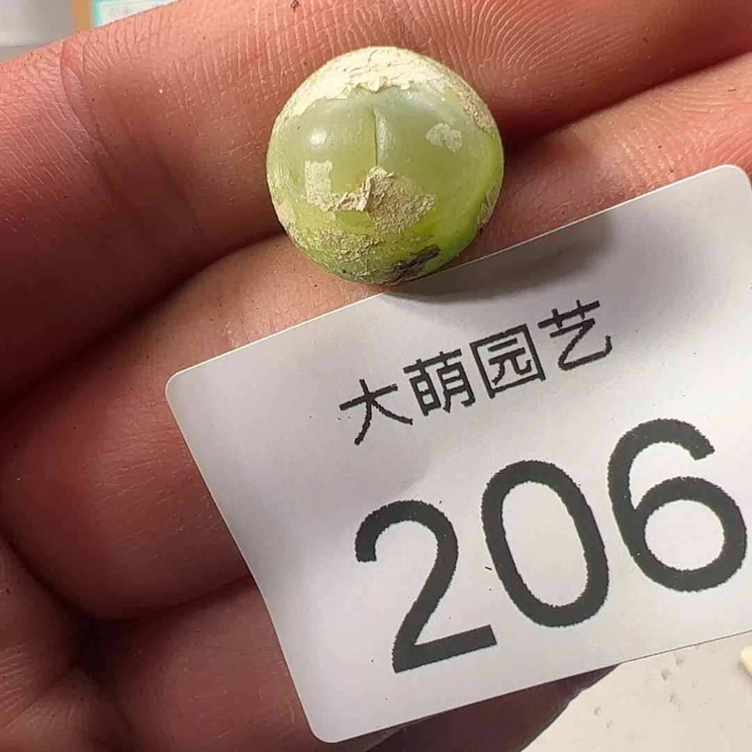 0000206 一物一拍……