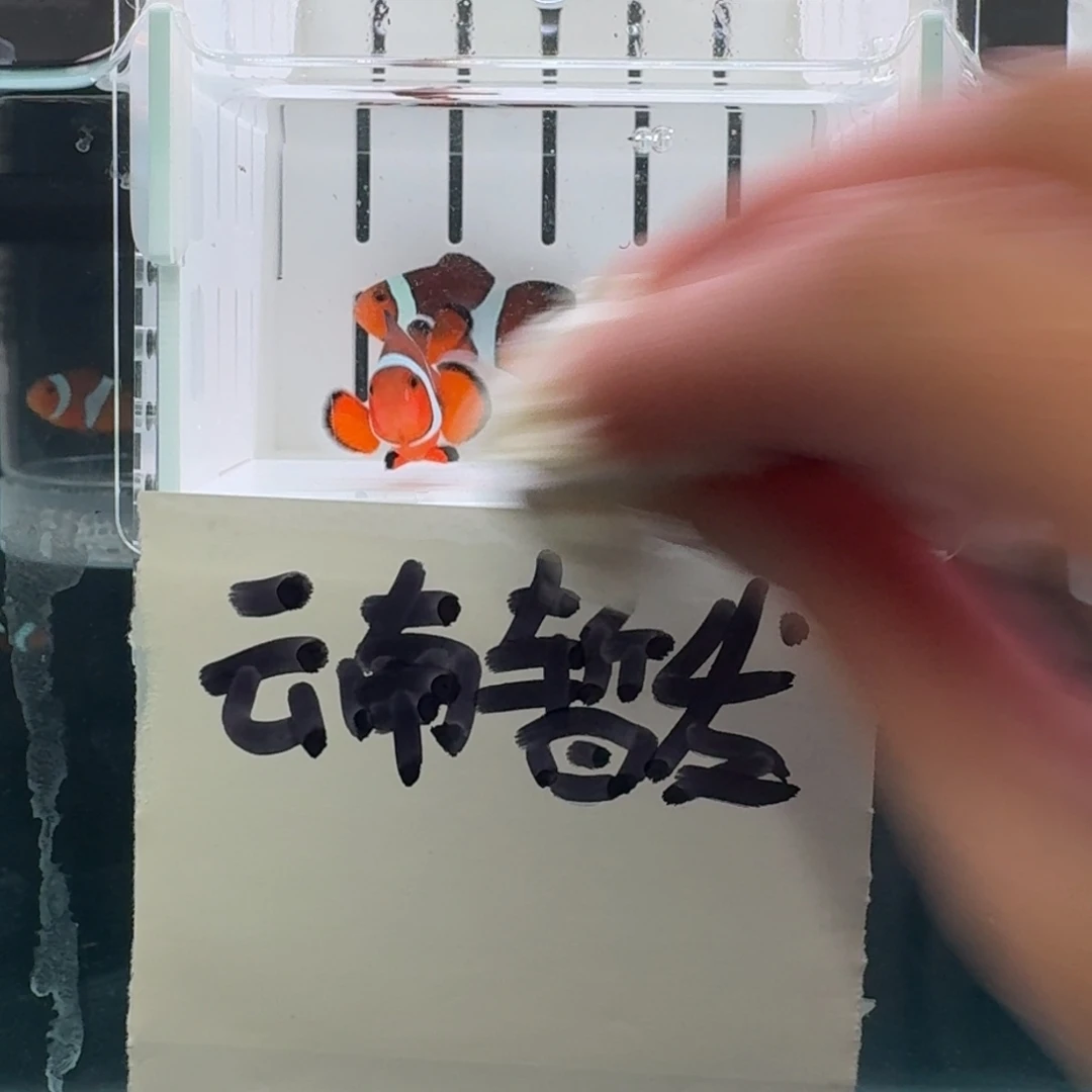 海水鱼4.5+一对黑边公子