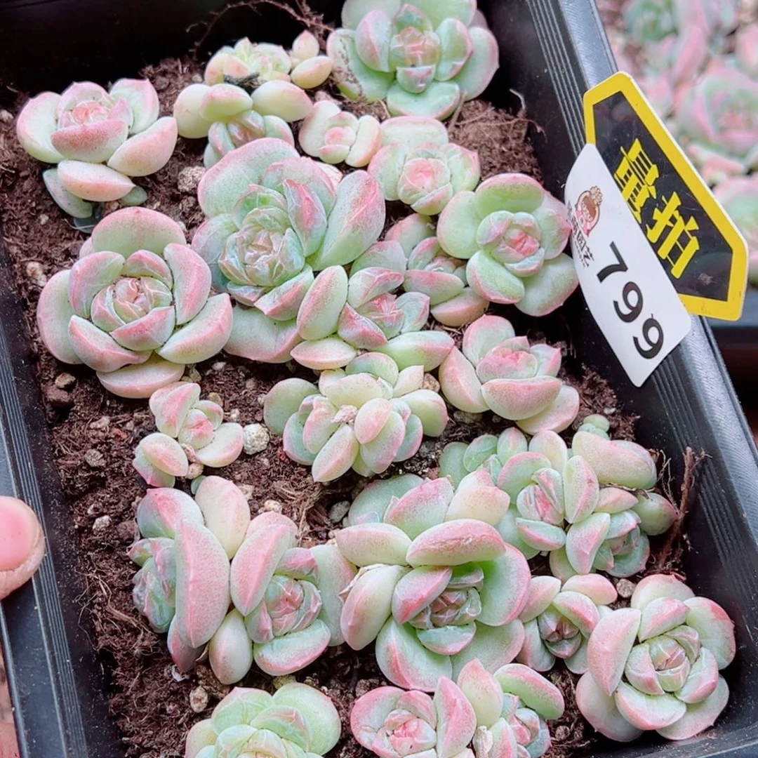 多肉植物多肉植物