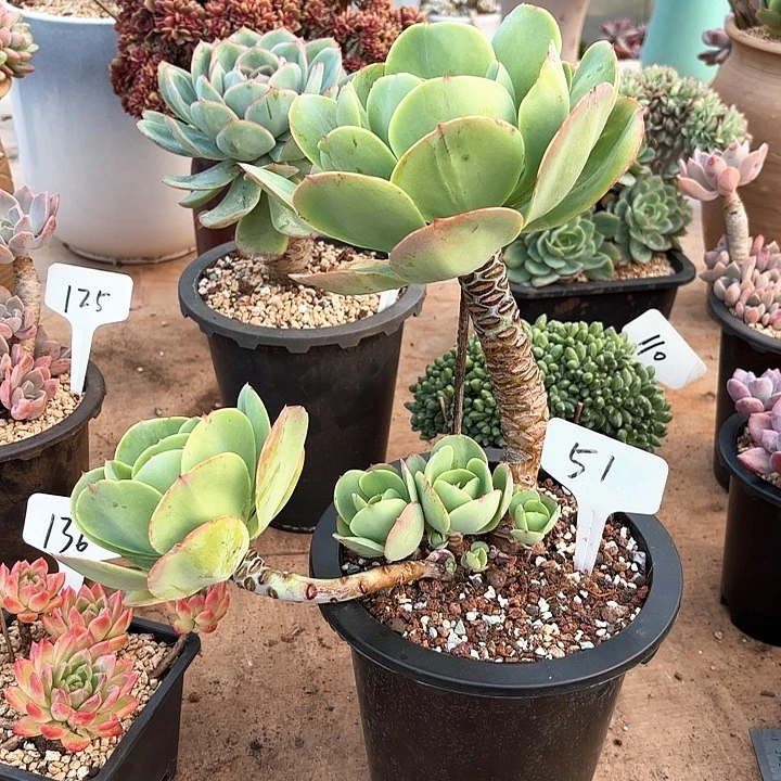 多肉植物，鸡蛋碧桃51号