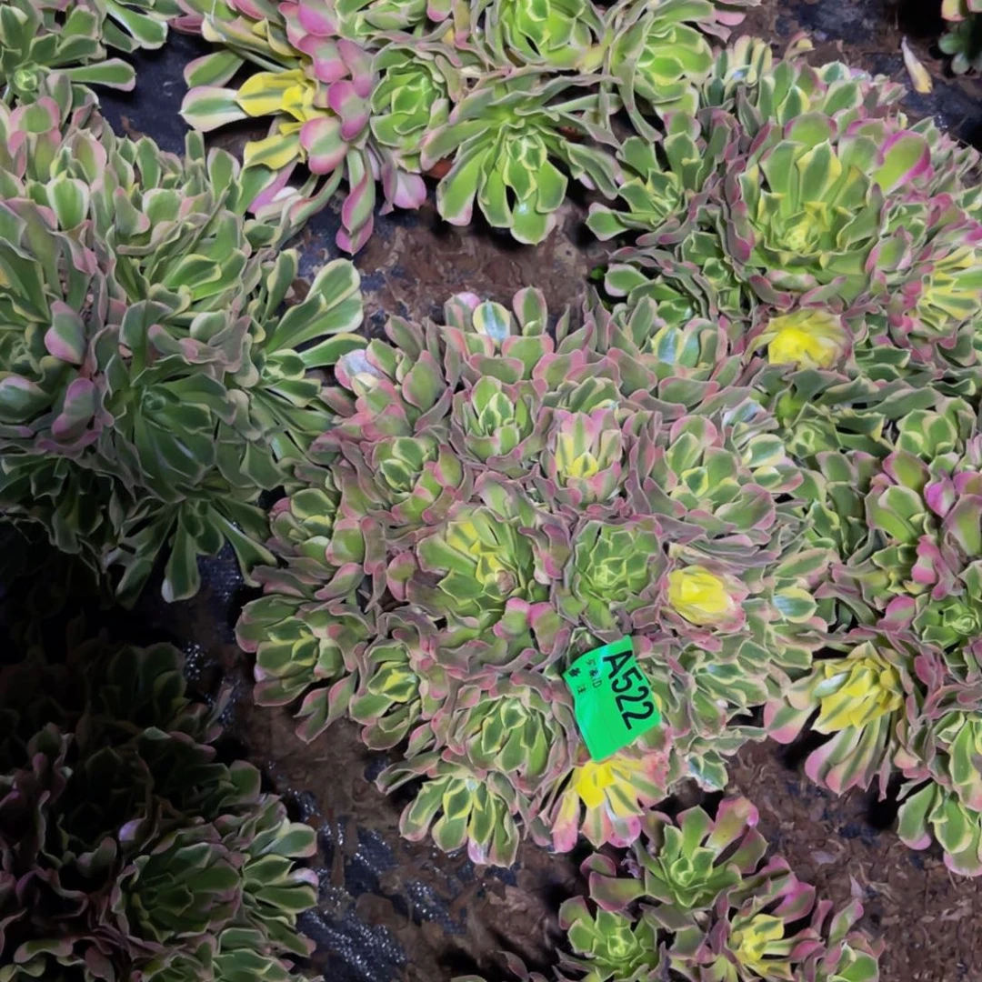 白凤法师朵朵1-13