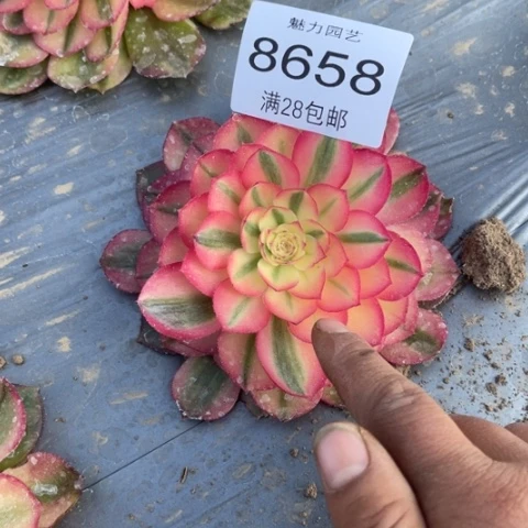 荔枝多肉多肉8658