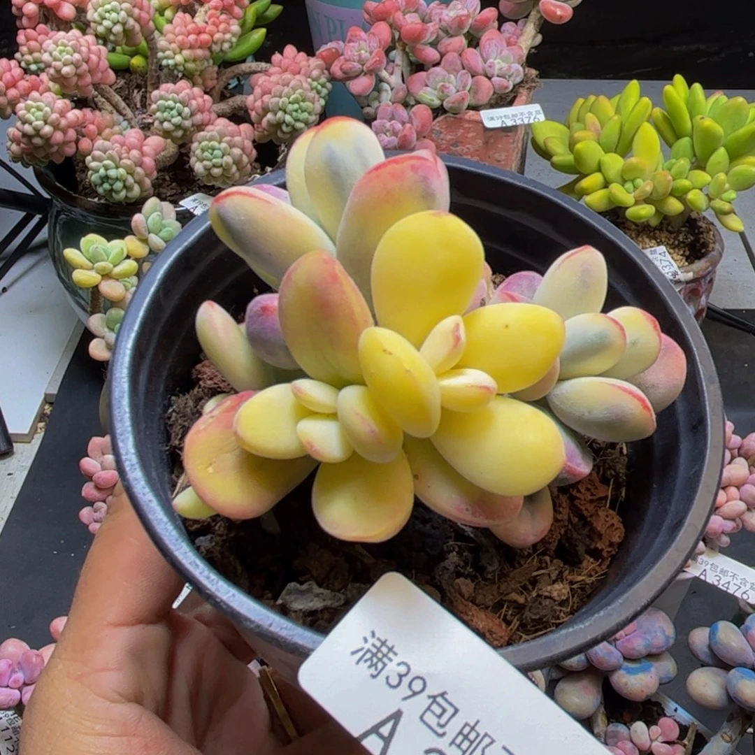 福娘锦3479/6cm多肉