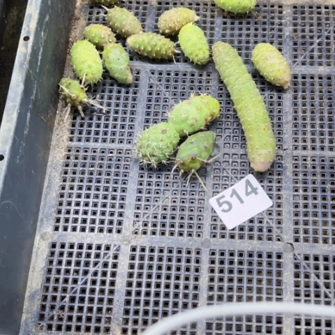 514松丽一物一 图如图