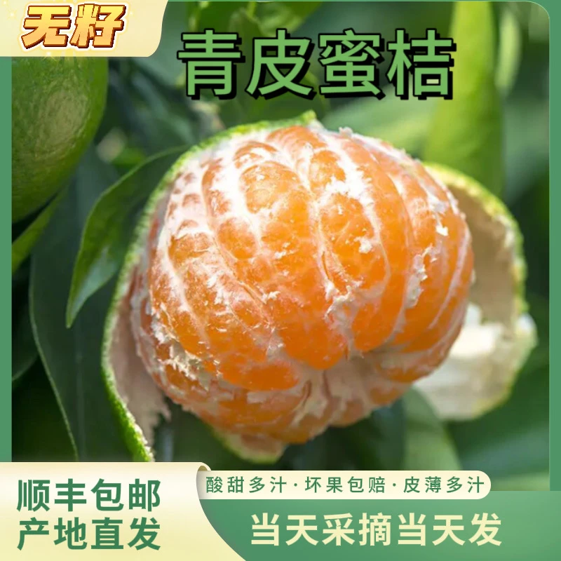 【顺丰上门】新鲜现摘青皮蜜桔薄皮无籽酸甜桔子孕妇应季多汁水果