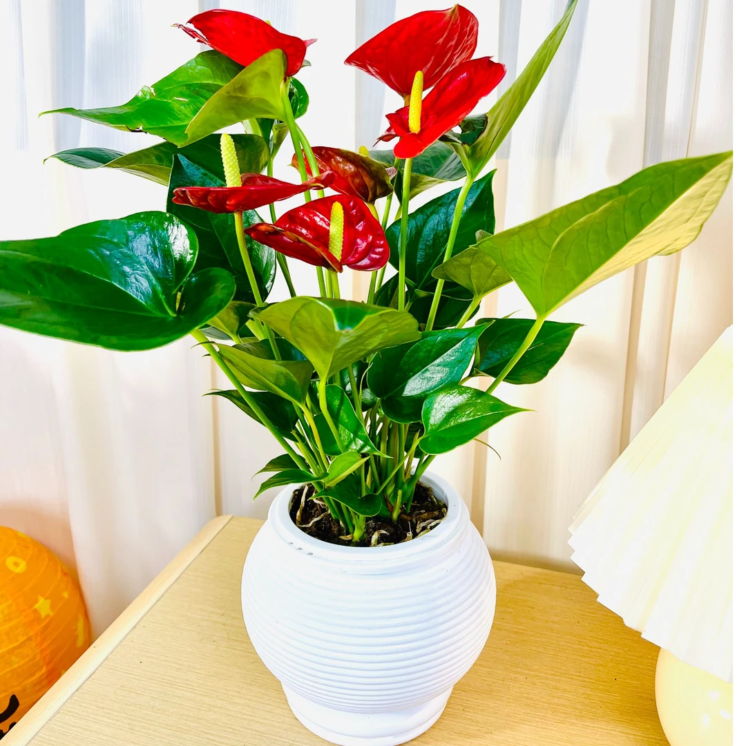 【带花发货】红掌盆栽送盆30-40高室内客厅耐荫好养四季开花