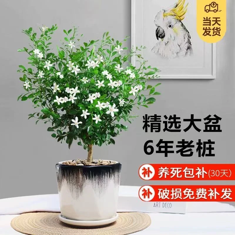 6年苗九里香精品独杆带花苞浓香驱蚊盆栽室内外绿植花卉四季常青