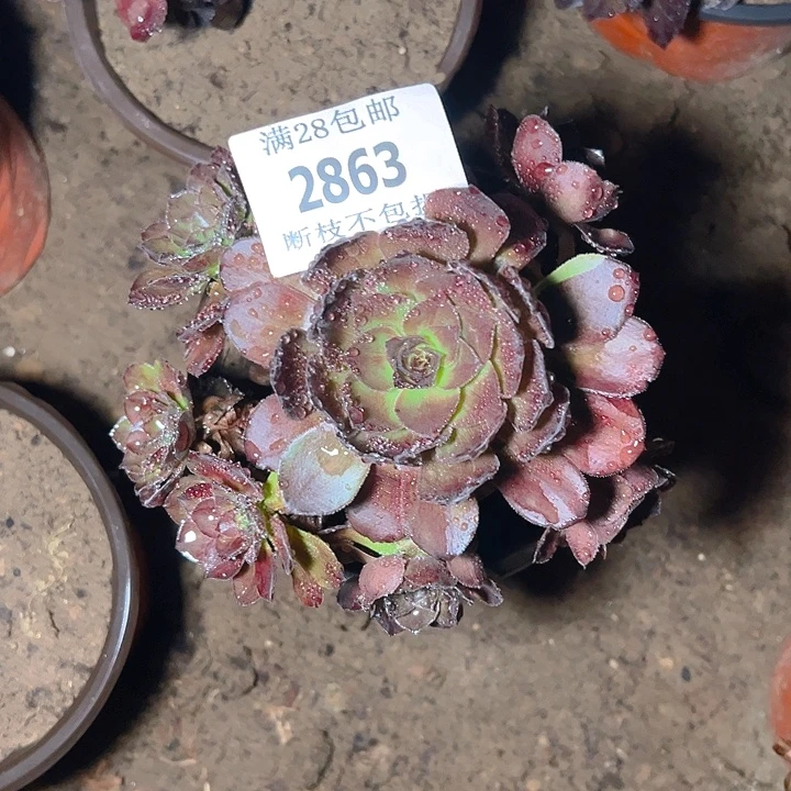 2863黑寡妇多肉植物