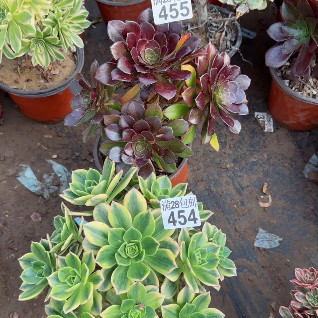 多肉454+455满28包邮断枝不包