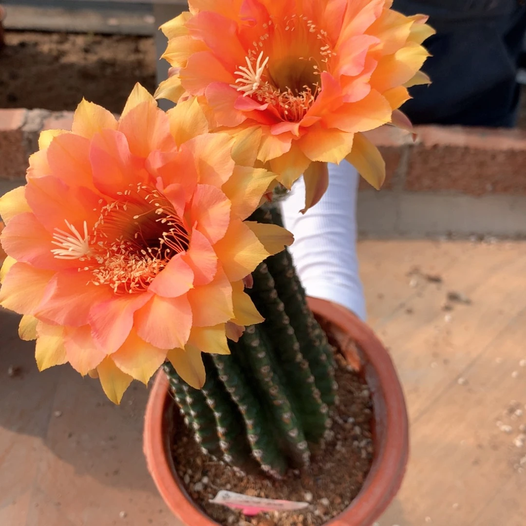 3970实生彩草大柱子