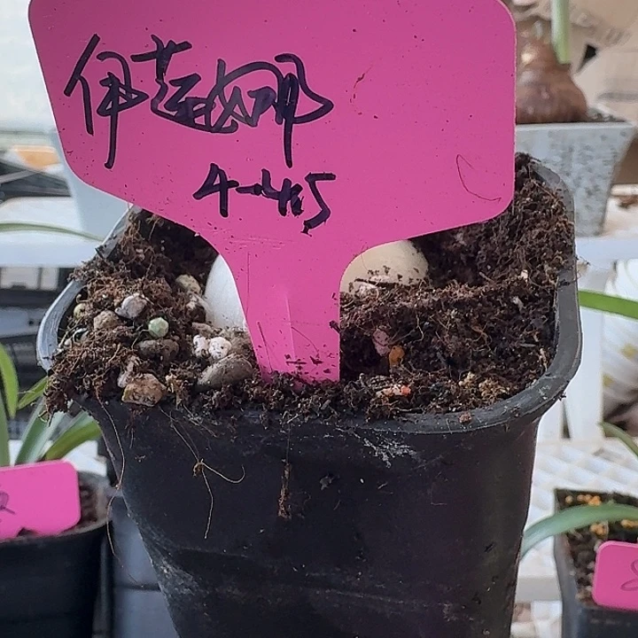 无花朵伊莲娜直径4-4.5