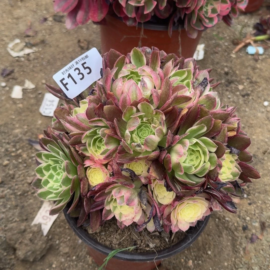 135海王多肉植物