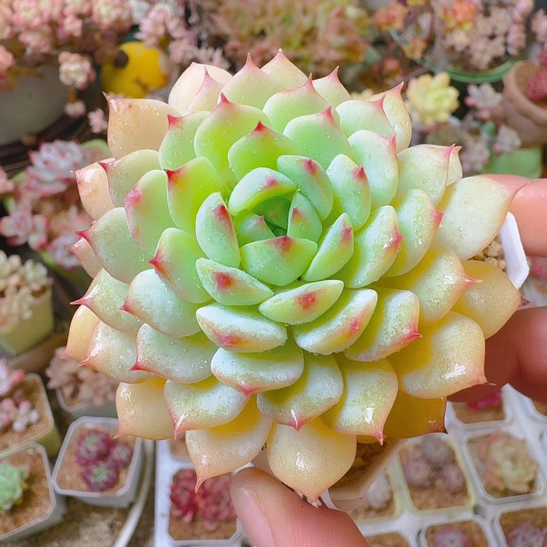 美莲。573，仙农出品多肉