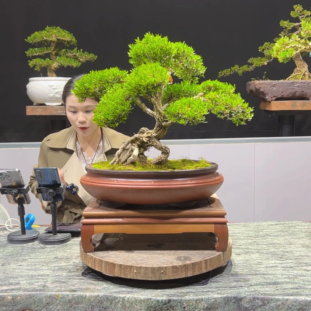 黄杨盆景老桩四季长青海**空