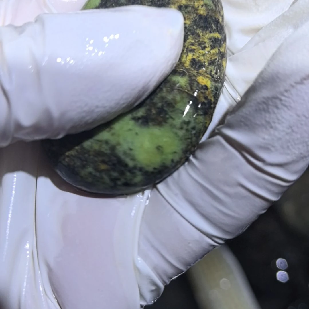 用***0藏玉药王石原石一个摆件