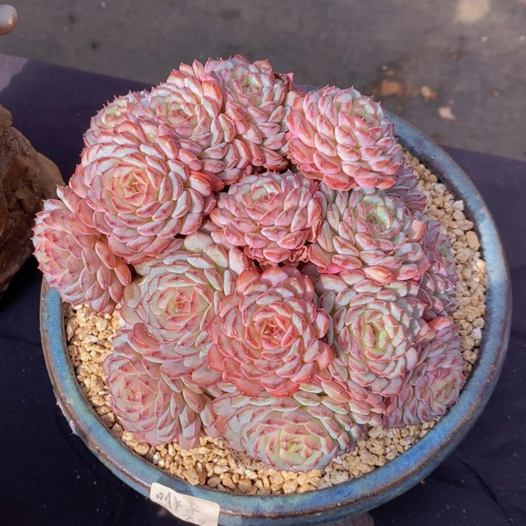 白胖子 一物一拍。